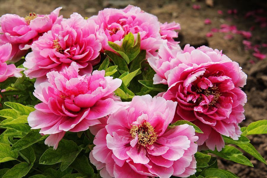 喜欢在家中养护很好，就养3种花卉，花色艳丽，漂亮妩媚，美丽