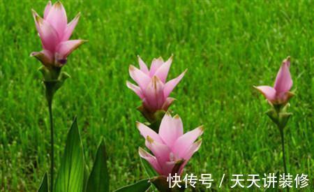 姜荷花|姜荷花这样养护，花朵又大又艳丽，单朵开足60天，年年都复花