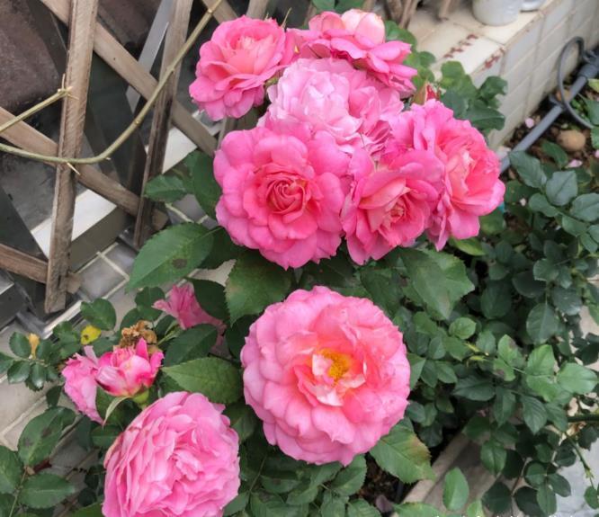 “欠修理”的花，不修不旺，剪剪花多，别舍不得