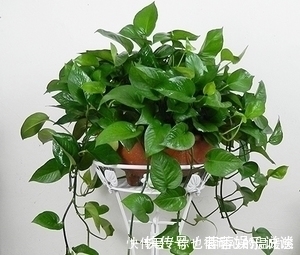 空气|客厅养花选它,大气有格调,好养又耐阴,养一盆空气更清新!
