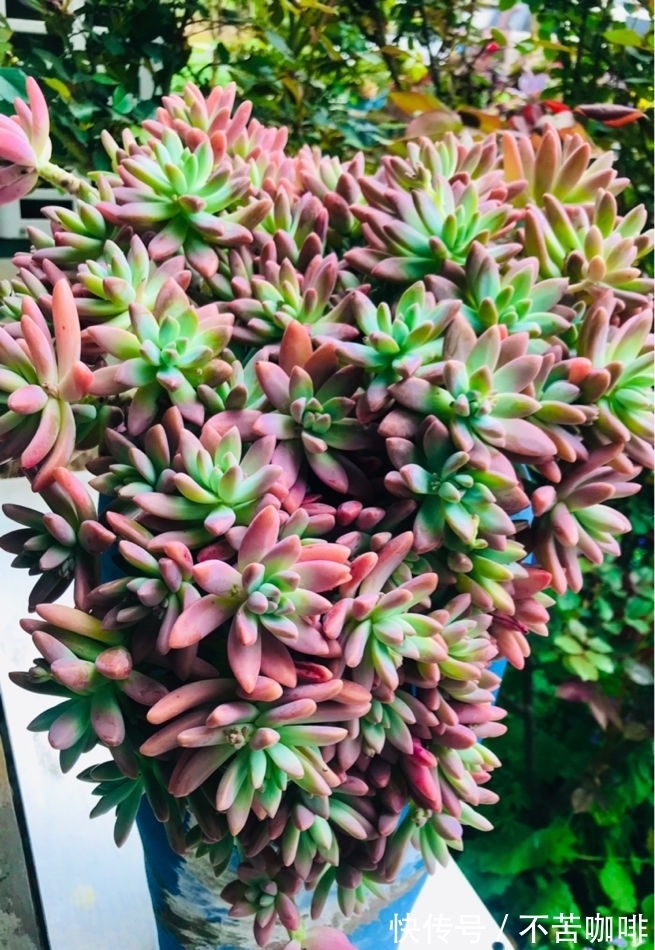 4种“省钱植物”,实在太贴心,掐个枝条插土里就能活