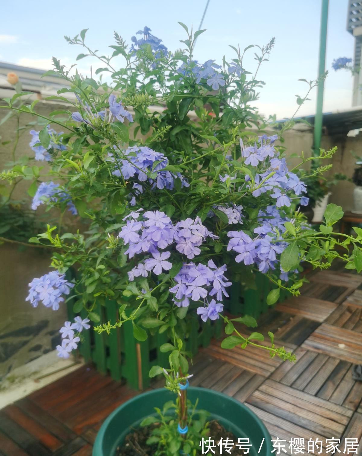 太阳|夏天养护5种花,大太阳下也别躲,越晒越爆盆