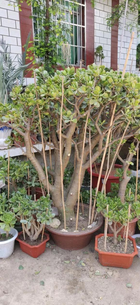 仙人掌|6种花,冬天必须“虐着养”,多浇水多施肥,就是帮倒忙!