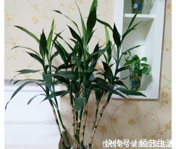 黄叶|这5种花,天生不能晒,一晒就黄了,不信你就试试!