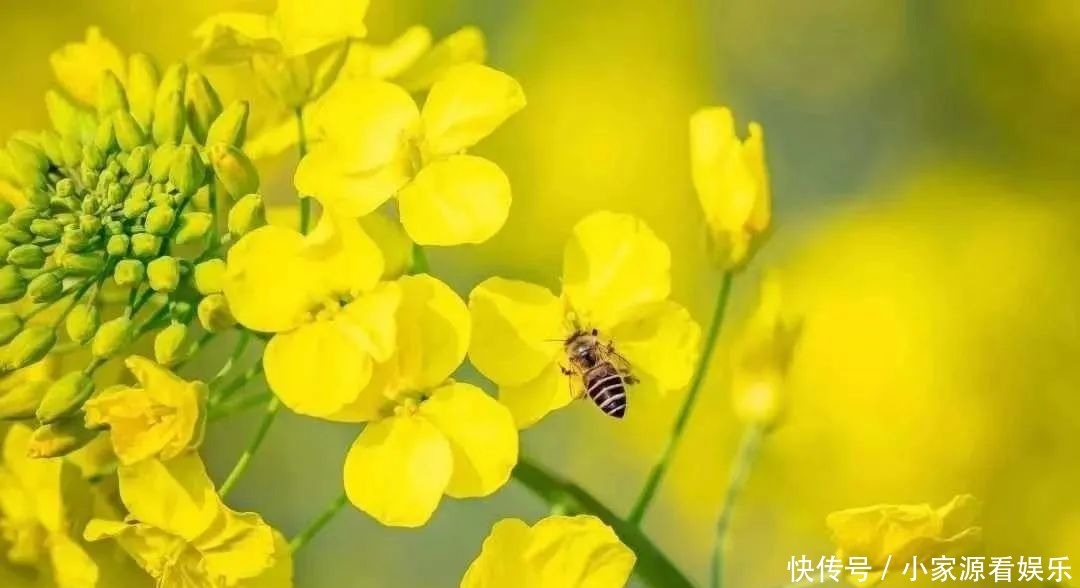 油菜花开！一起遇见最撩人的春天～