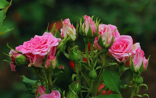 家里的一种东西,用来浇花,像打鸡血一般开得一茬接一茬