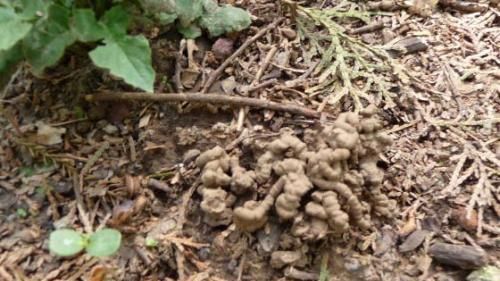 最厉害的养花营养液给花喝一勺,啥花都喜欢,花开满枝条