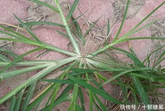 遇见|提个醒：在田间地头遇见此野草，记得要拔回家，有很大的用处