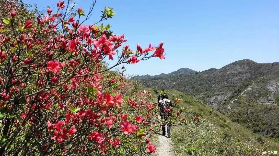 满山开遍映山红