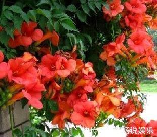 花盆|熟悉而陌生的“凌霄花”，掐个枝埋花盆，几年吃掉你的房，太猖狂