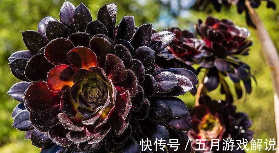 多肉界里的魔法师黑法师，黑到变幻莫测