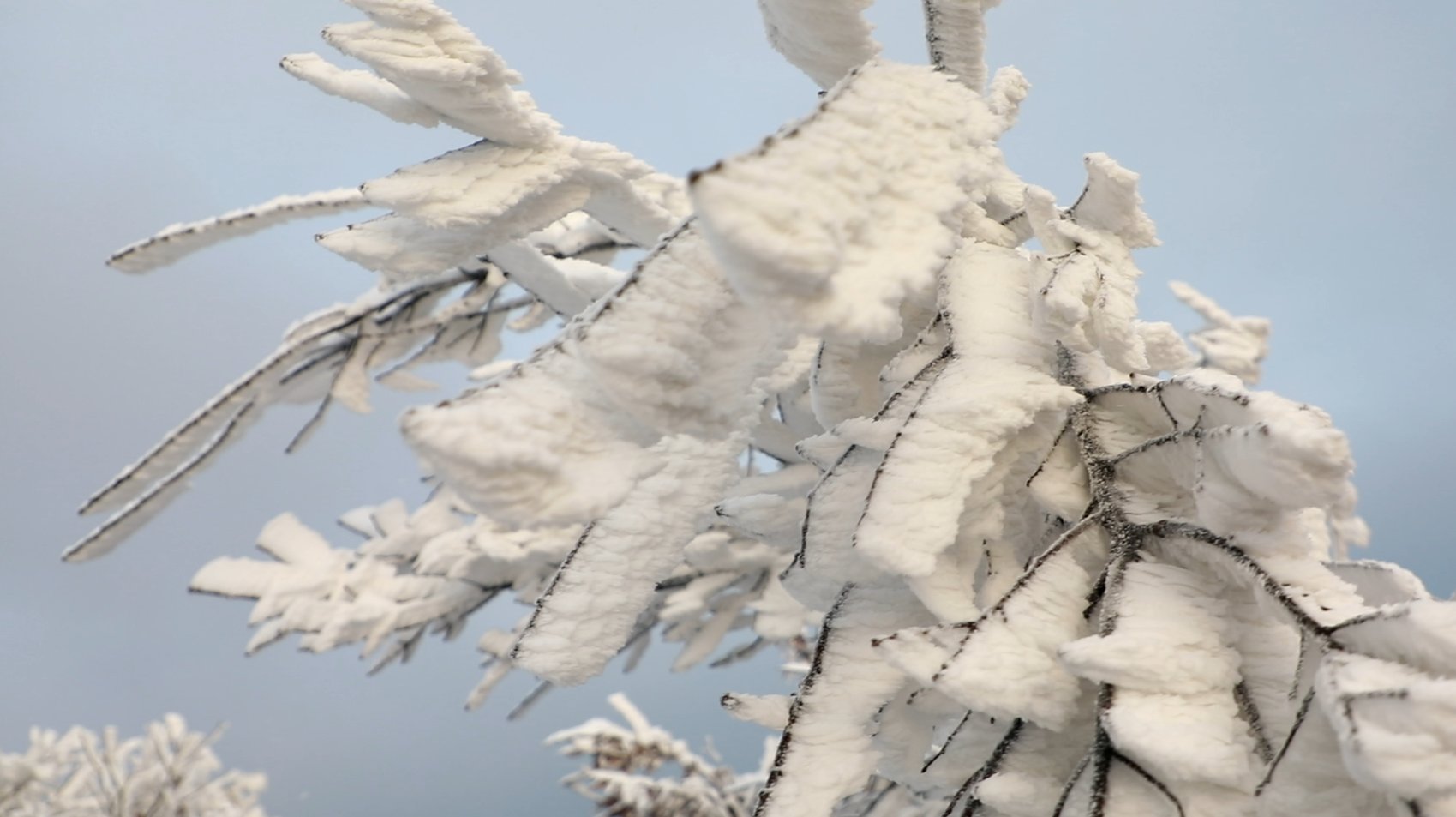 雾凇|冰花弥漫 上下一白 永康大寒山雪后雾凇惊艳