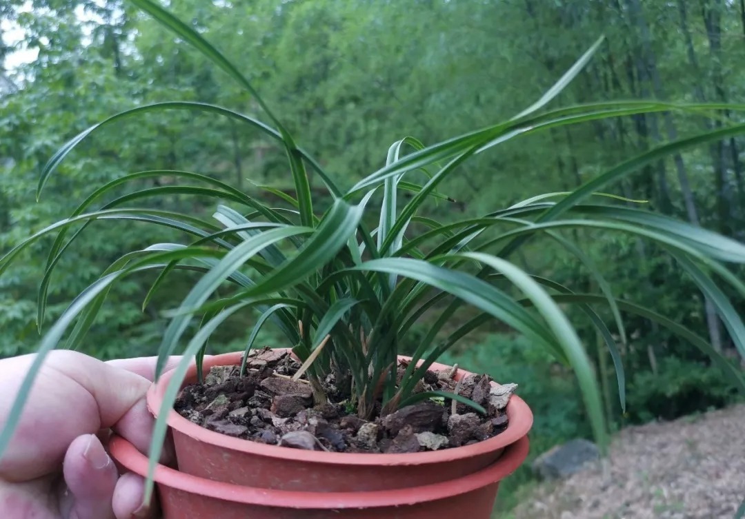 兰友|兰花叶片焦尾怎么办?试试这些方法,总有一款适合你