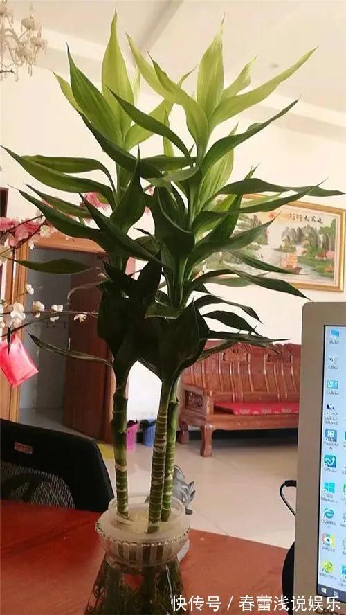 客厅|客厅最旺宅的6种花,一种比一种好养,一棵比一棵好看
