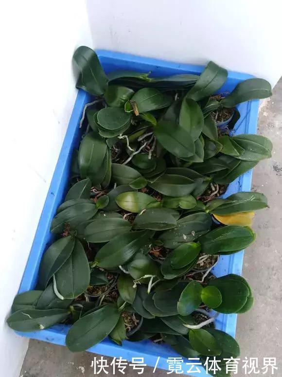 垃圾桶里一堆“贵货”花,丢人也要捡,带回家就开花