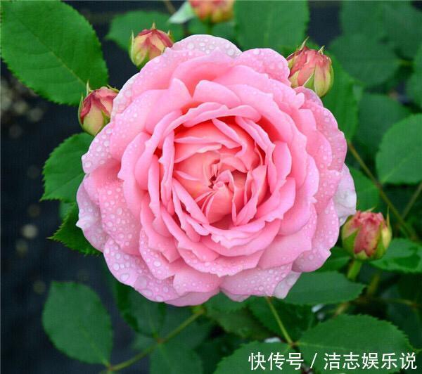 病虫害|盆栽月季黄叶4个“方法”解决，片片叶子绿，花儿开爆盆长势旺