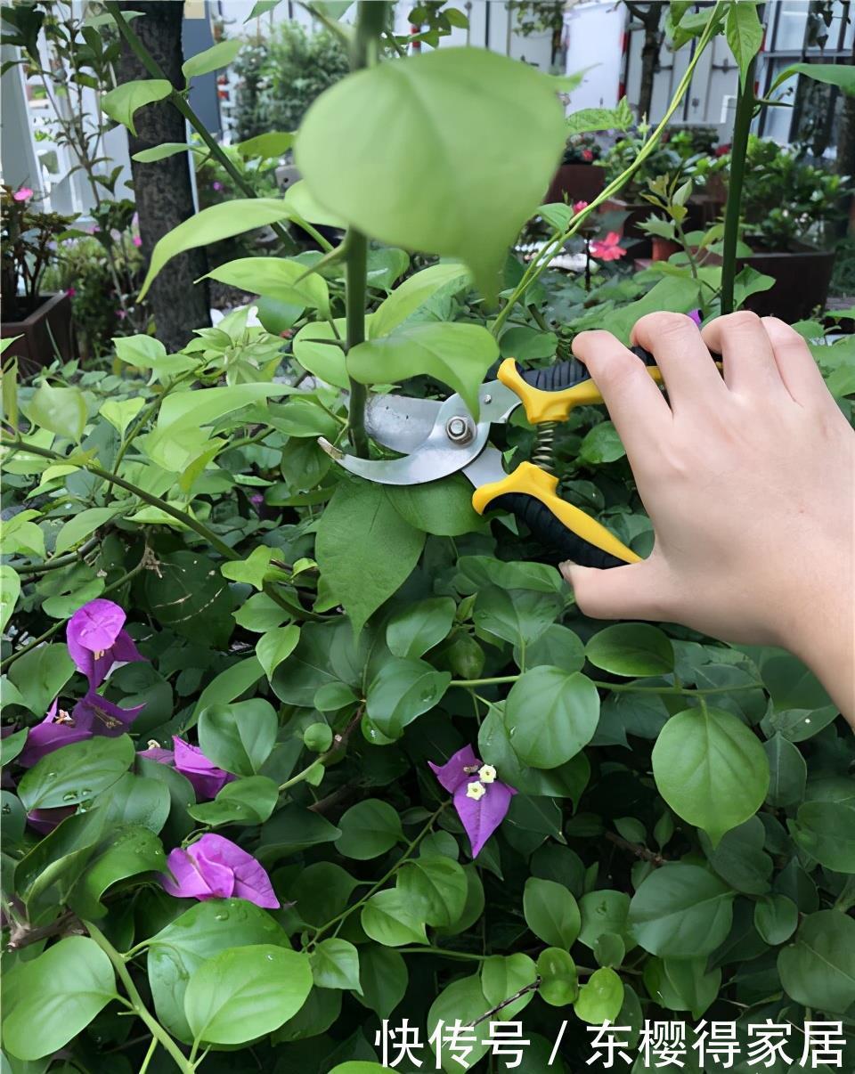 三角梅不开花?掌握3个“弱点”,开花很强悍,一茬接一茬