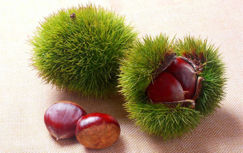 吃法|板栗是生吃好还是熟吃好告诉你正确吃法,却有很多人不知道