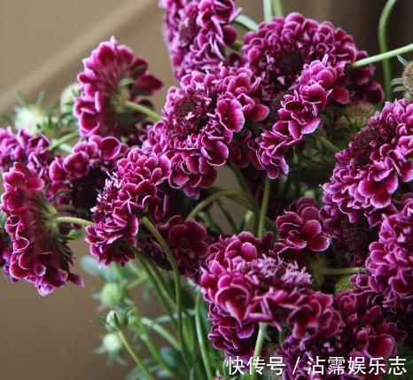 盆花|人称“山萝卜”，开起花来，却花大、颜色多，养一盆，四季有花看