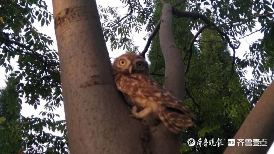 | 飞鸟入城记|芦花新闻 | 爱鸟护鸟