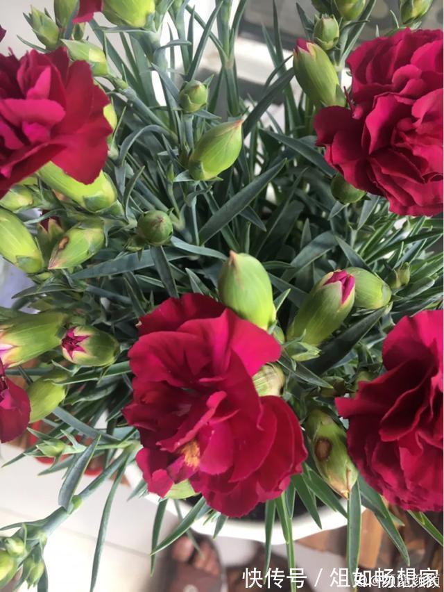 这花爆开50朵,剪几枝送人倍有面子,比买鲜花强多了!