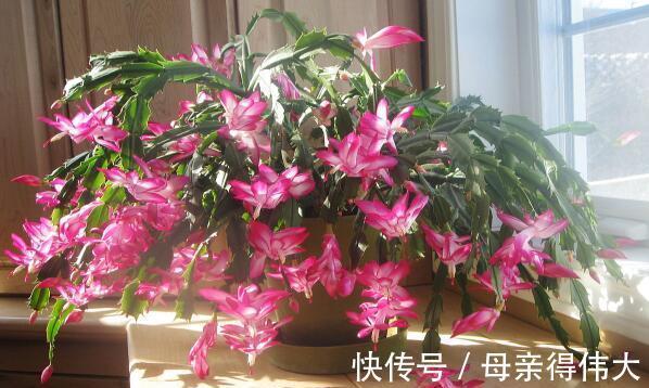 养花牢记“3口诀”,啥花都能养好,阳台变花园,四季花不败