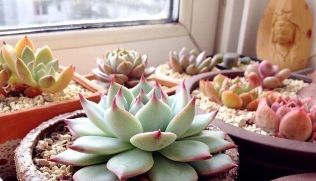 种多肉听我的，记住5个关键点，盆盆都成活，个个胖嘟嘟！