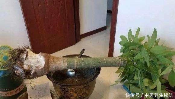 几分钱的“小药片”磨成粉,花盆浇一点,比多菌灵强,养花一级棒!