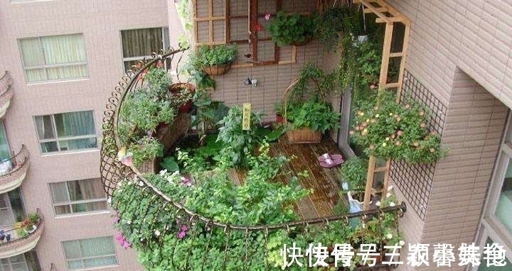 猕猴桃|阳台不要塞一大堆花盆了！学聪明女人种果树，好看又好吃