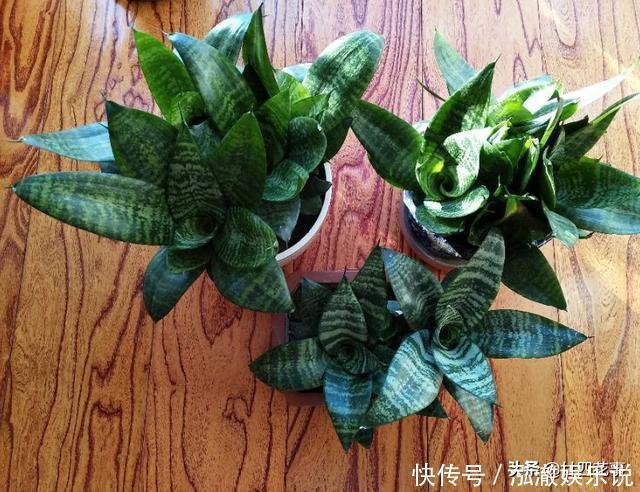 君子兰|7种花,就要“穷着养”,花盆越小,长势越喜人