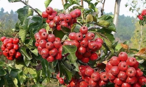 含有|想长寿先会吃常吃3种食物，延缓衰老，排毒养颜，预防心血管疾病