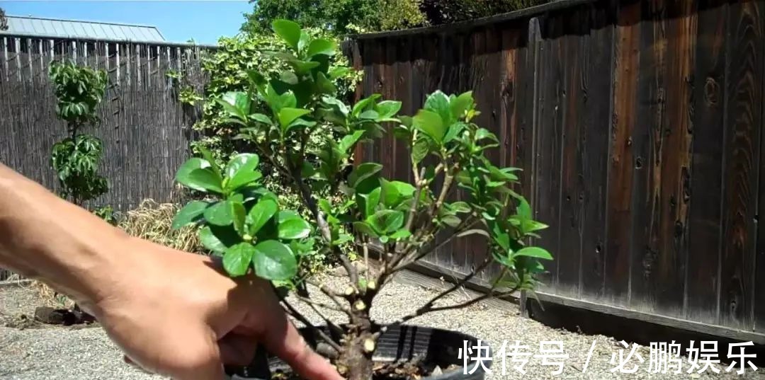 栀子花盆栽定期修剪,保证每年都开开出清香的花朵