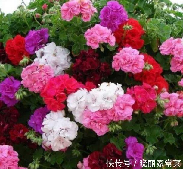 家里阳台养此款花，新手也能养爆盆，花色艳丽，花开枝繁叶茂，美
