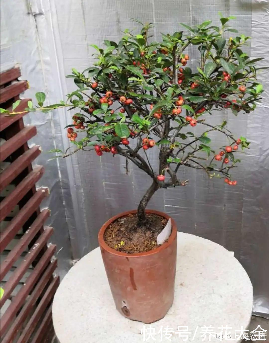 农村当柴烧的花，原来可以当盆景，给一千块也不卖