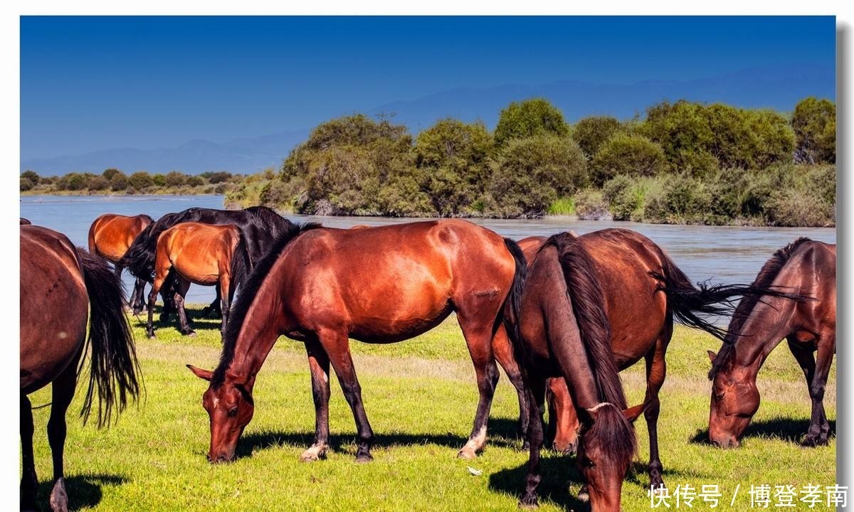 汗血|大名鼎鼎的汗血宝马,日行千里,为何却在历史上消失了?