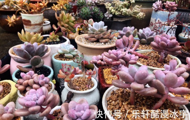 多肉“换盆”有什么困难，该怎么解决看“这”保准不出错