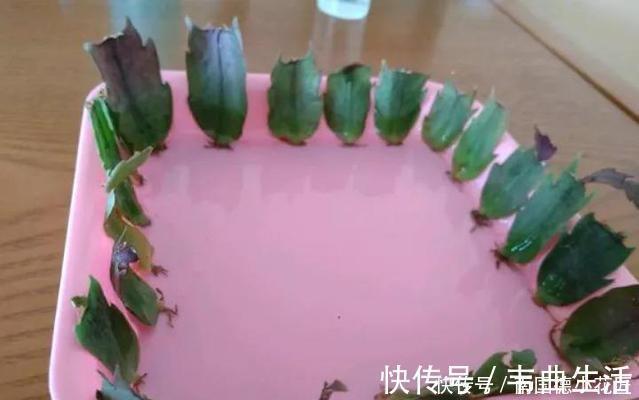 用1种药片水浇花,越浇土壤越疏松,花卉长得旺、不黄叶