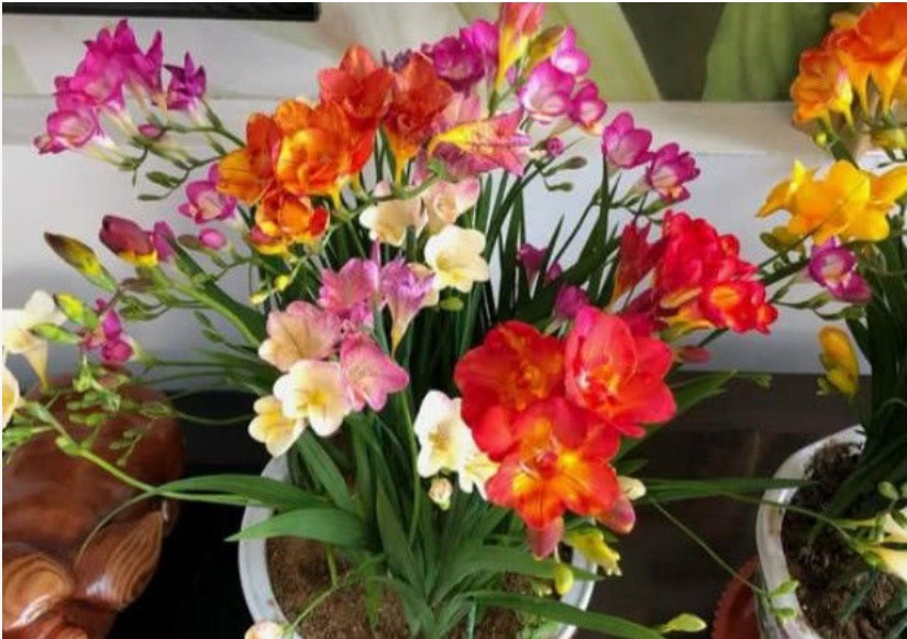 你见过“香鸢尾”花吗漂亮又好养,比兰花美10倍,人人都喜欢!