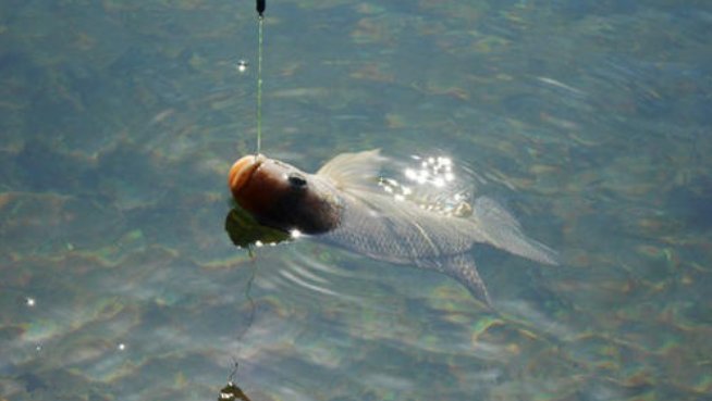 垂钓水库河流有哪些讲究，野钓高手告诉你关键技巧