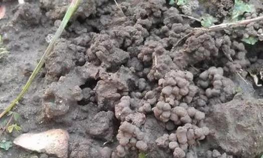 家里养长寿花,土里埋上2料,长出侧芽,开出层叠群花!