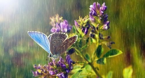  下雨|喜欢下雨天的8种花，下雨扔外面，越淋雨生长越旺盛，开花越多