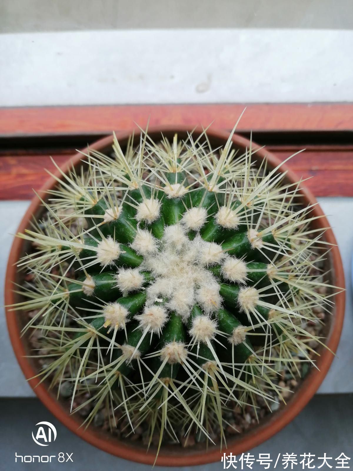 图鉴|100种常见花图鉴，图文并茂非常详细，收藏起来慢慢看