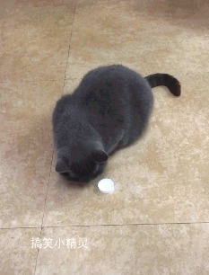 |搞笑gif 你永远也猜不到女主播的背 后, 让 人意 外了