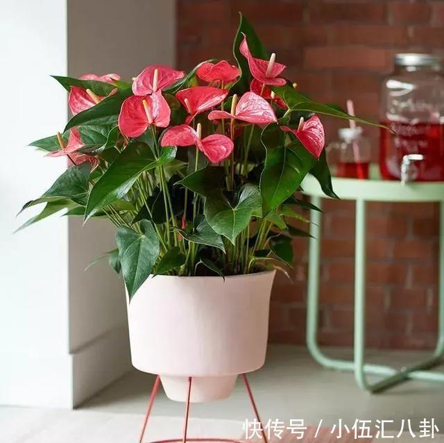 叶片|4种“四季花”，好养又漂亮，一年至少能开300天，值得拥有