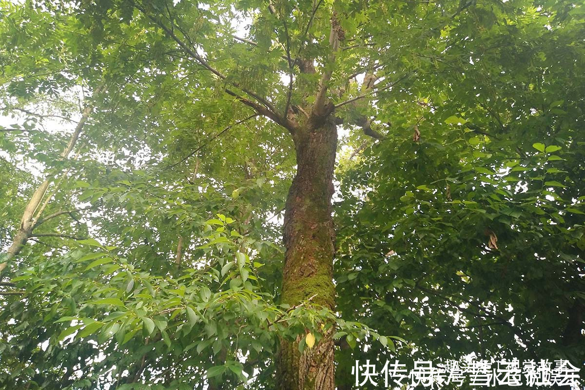 回家|山村楼房装修豪华,门前堆满柴火,2个儿子3年没回家