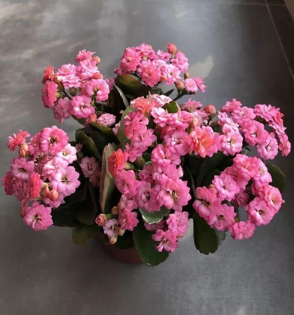 黄化病|总烂根黄叶,盆里撒一把它,不管多难养,很快能冒芽冒花!