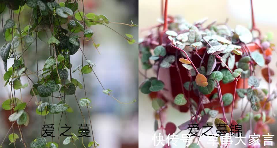 多肉|多肉爱之蔓,花名唯美,寓意浪漫,垂盆生长很文艺