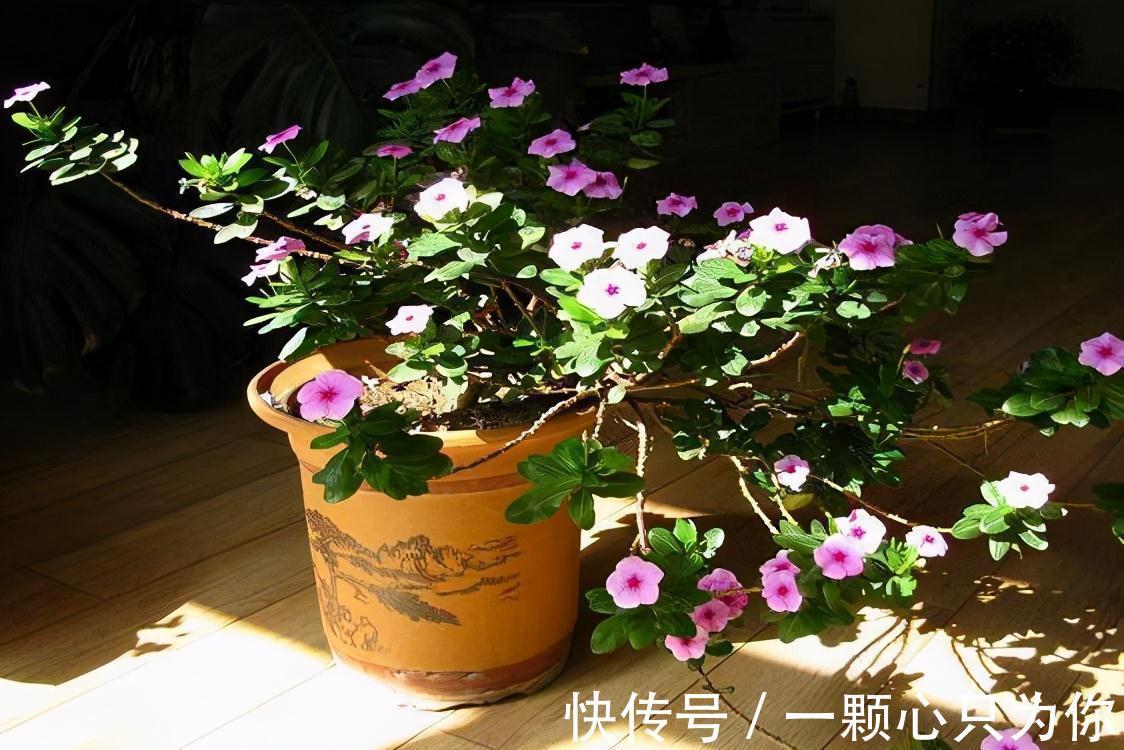 三角梅|养花嫌花期短,花量少,这三种开花机器种在家中,四季有花赏