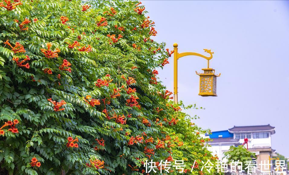 漂亮花|三种“漂亮花”,好养颜值高,却被花友“嫌弃”,不是没道理