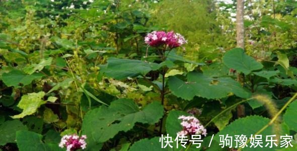 煲汤|农村有一种“臭草”,农民说在乡下的猪都不吃,城里人拿来煲汤